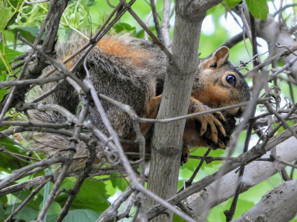 A brown Fox Squirrel is in the middle of branches and leaves. It is eating a walnut. 