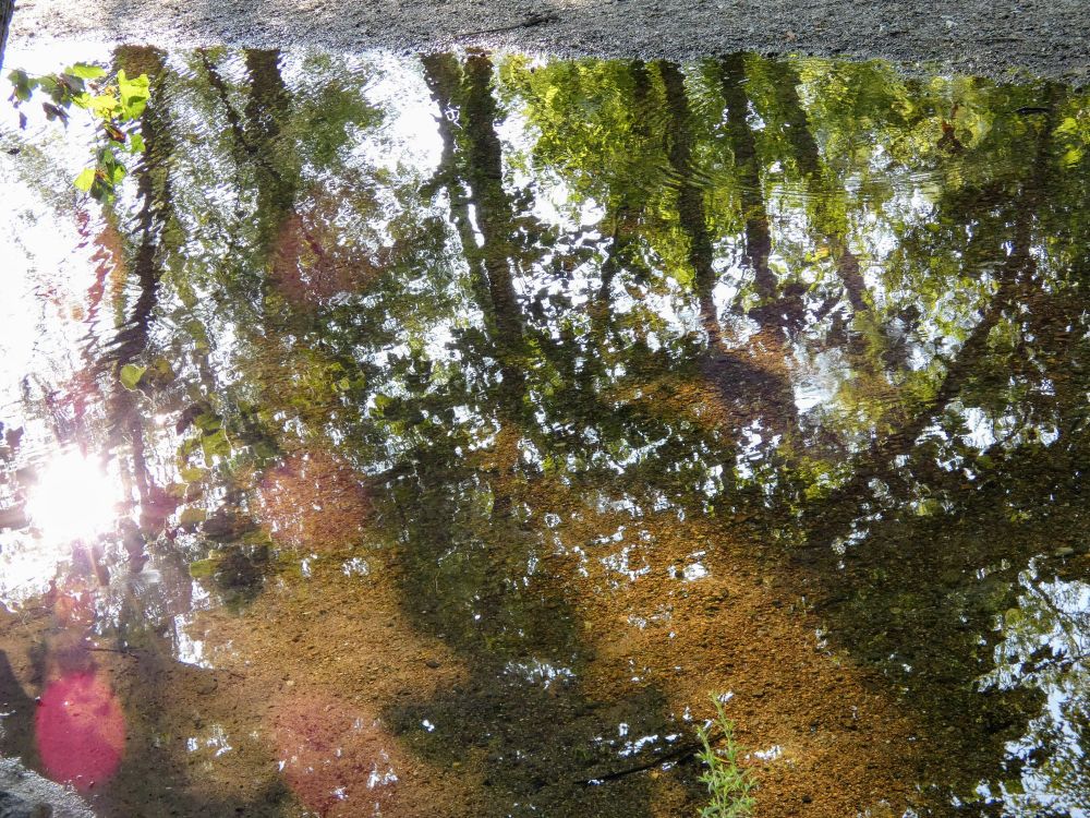 Trees and sunlight are reflected on the still waters of a quiet stream. 