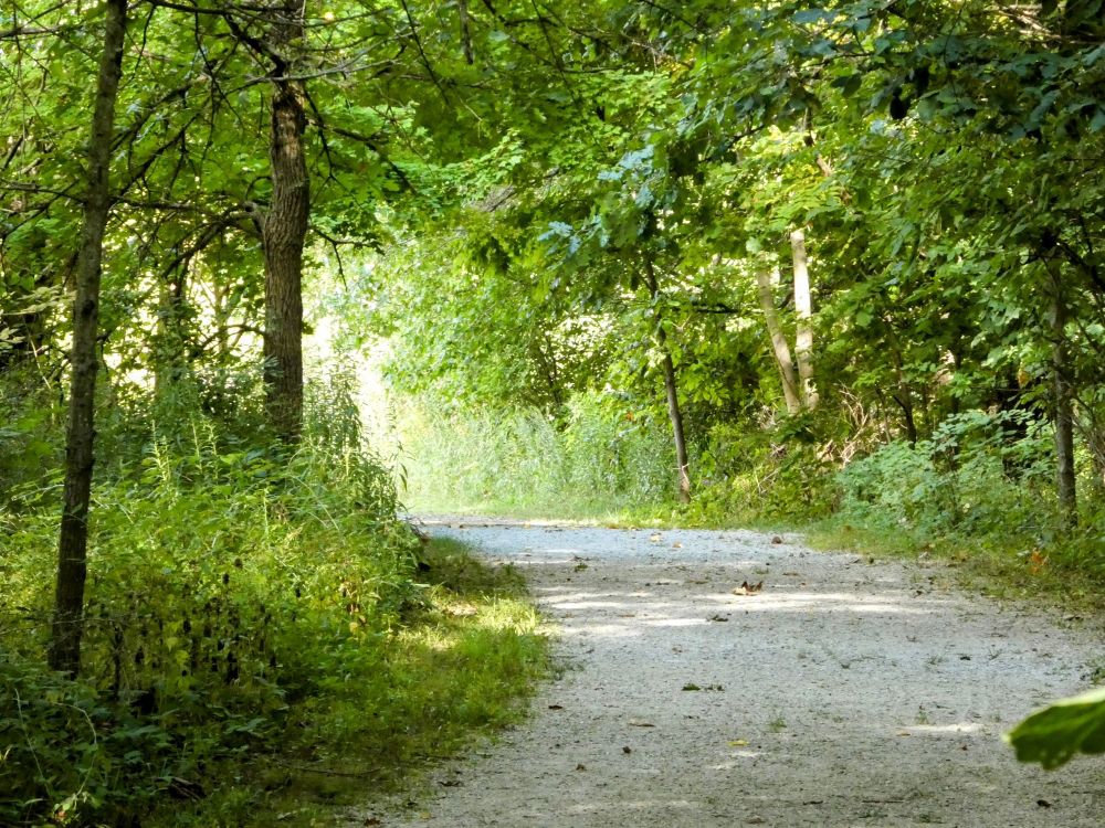 A pathway through green woods curves to the left and out of sight. Sunshine seems to be around the corner. 