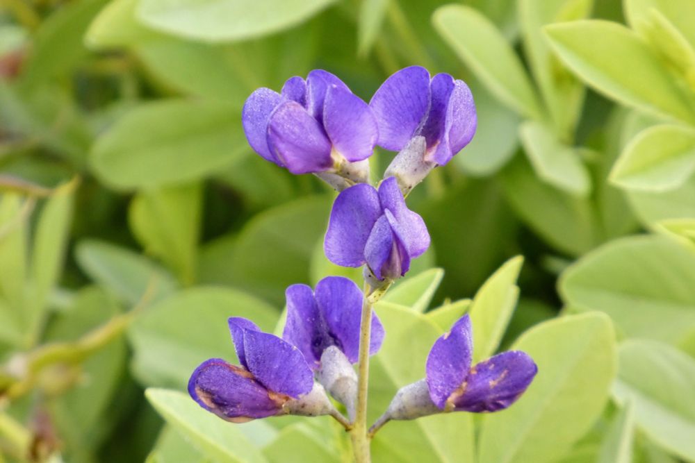 Purple flowers against green leaves...