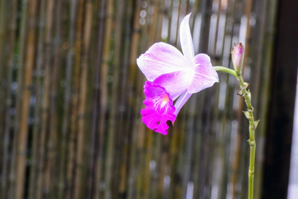 A single purple flower against a bamboo wall.
