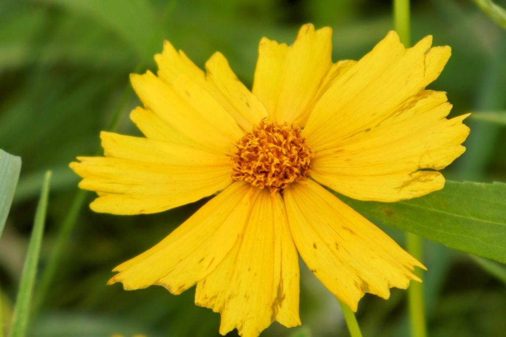 A single yellow flower against green foliage. 