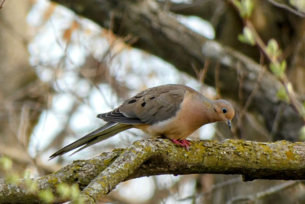 A brown and tan Mourning Dove is leaning over while perched on a branch. The background is branches and blurry blue sky. 