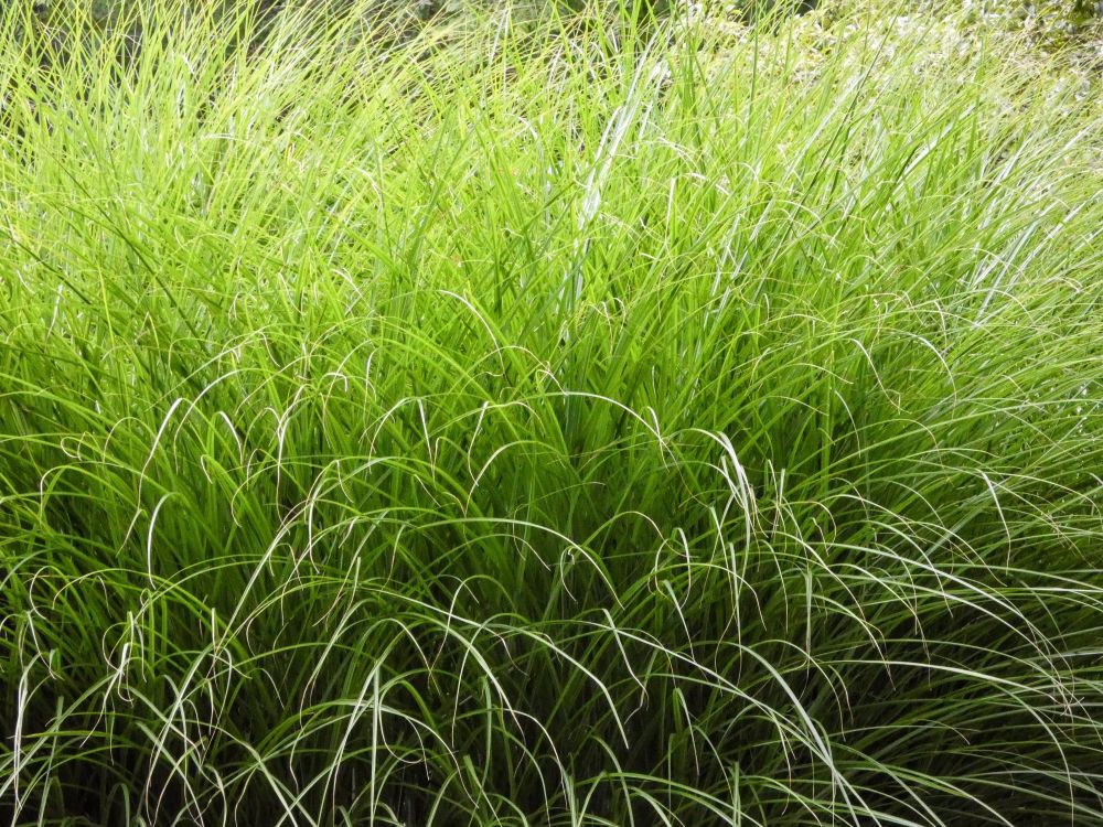 Green grasses fill the photo. 