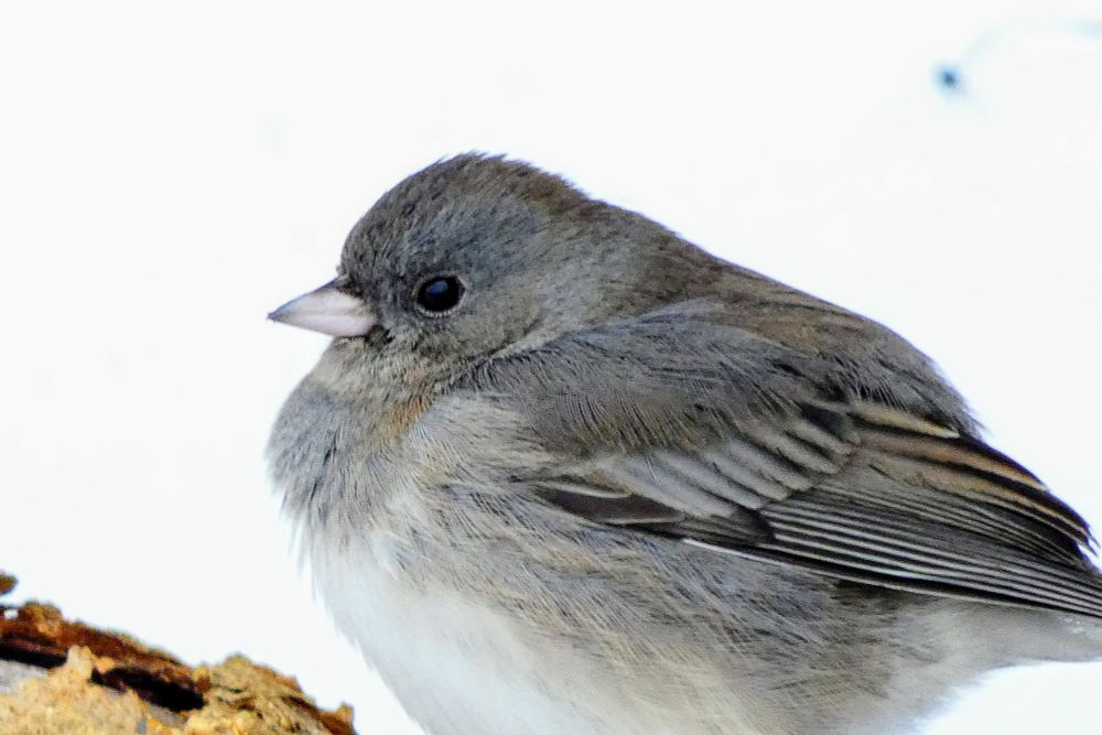 Gray and white Dark-eyed Junco on a log against a snow background.