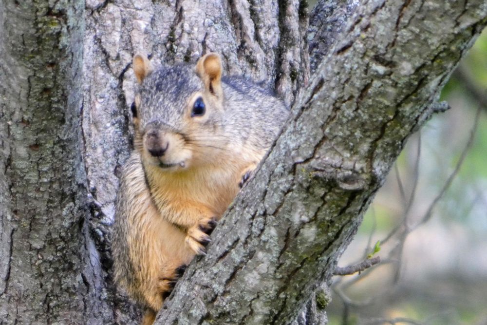 A brown Fox Squirrel is sitting on a branch. It is looking with great interest at something out in the distance. 