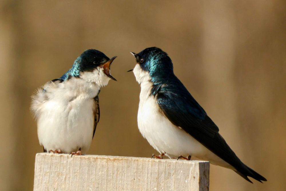 Two iridescent turquoise and white Tree Swallows facing each other and making noise. The background is blurry tan. 