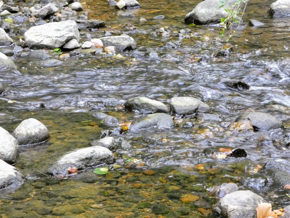 A gentle stream is flowing over and around a series of rocks and gravel.