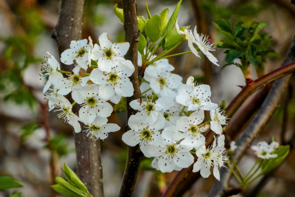White flowers amidst branches and green leaves. 