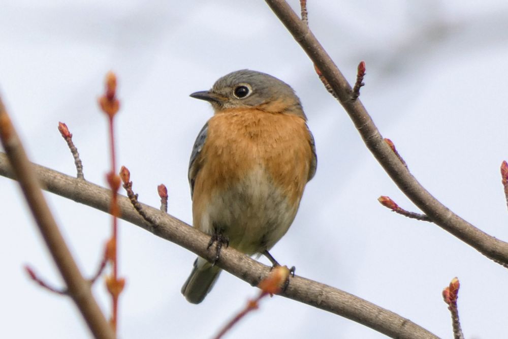 A blue and tan Eastern Bluebird is perched on a thin branch  and looking toward its right. The background is blurry grey sky. 