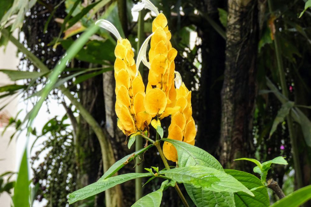 Three yellow flowers with white blooms and green leaves against a background of dark foliage. 