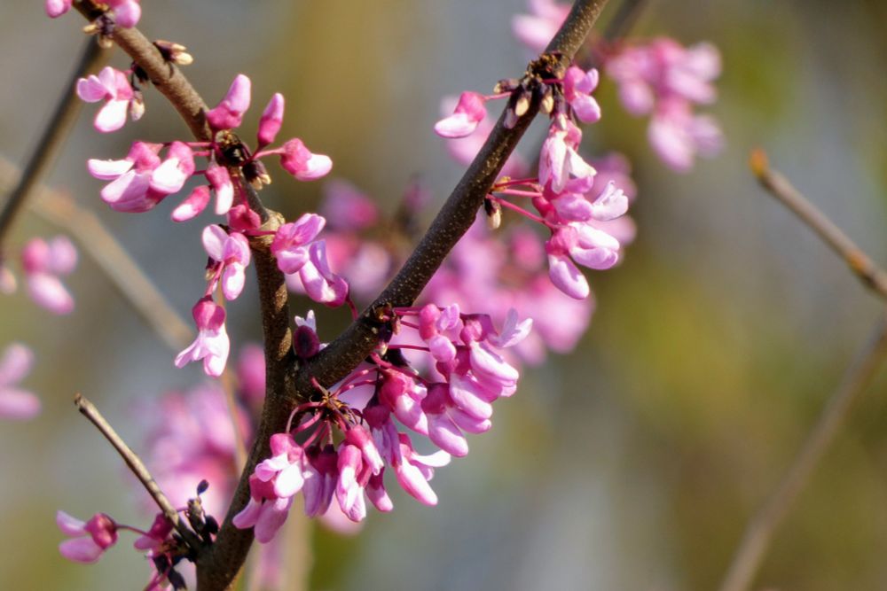 Pink buds on brown branches. The background is blurry green and brown. 