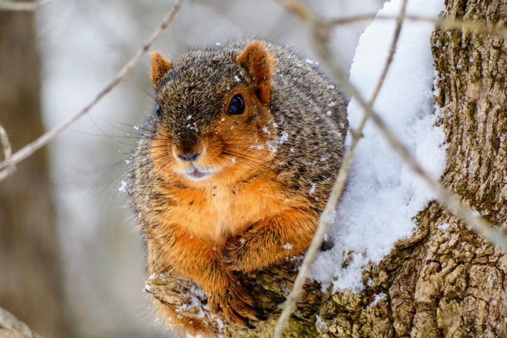 Fox Squirrel is on the side of a tree, leaning over a branch stump. He has snow powder on his face, and snow is on part of the tree. 