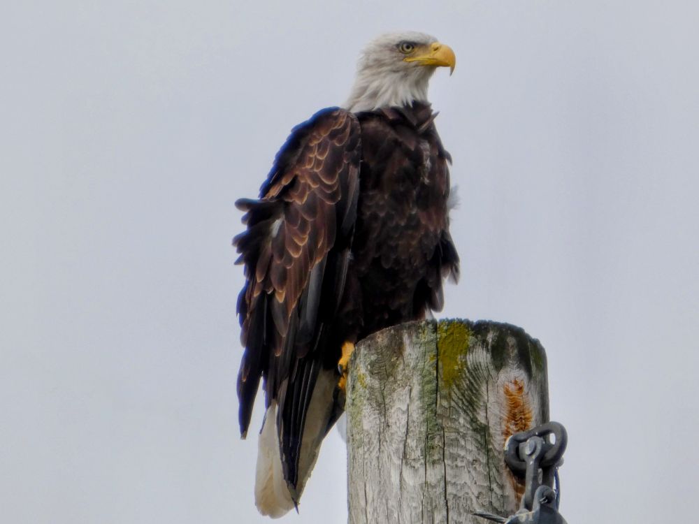 A brown eagle with a white head is perched on a pole. The background is light blue sky. 