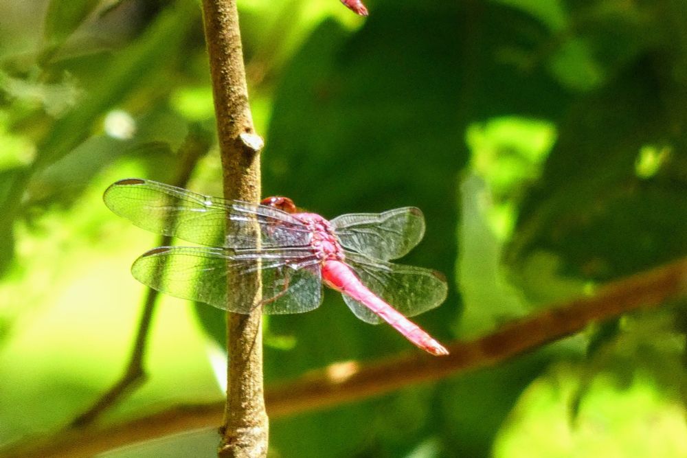 A red Dragonfly is hovering near a small branch. The wings are transparent. The background is blurry green foliage. 
