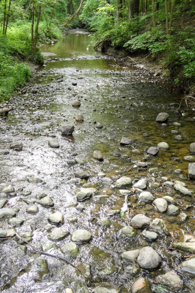 A small stream running over and through stones. There are green leaves on both sides of the stream. 