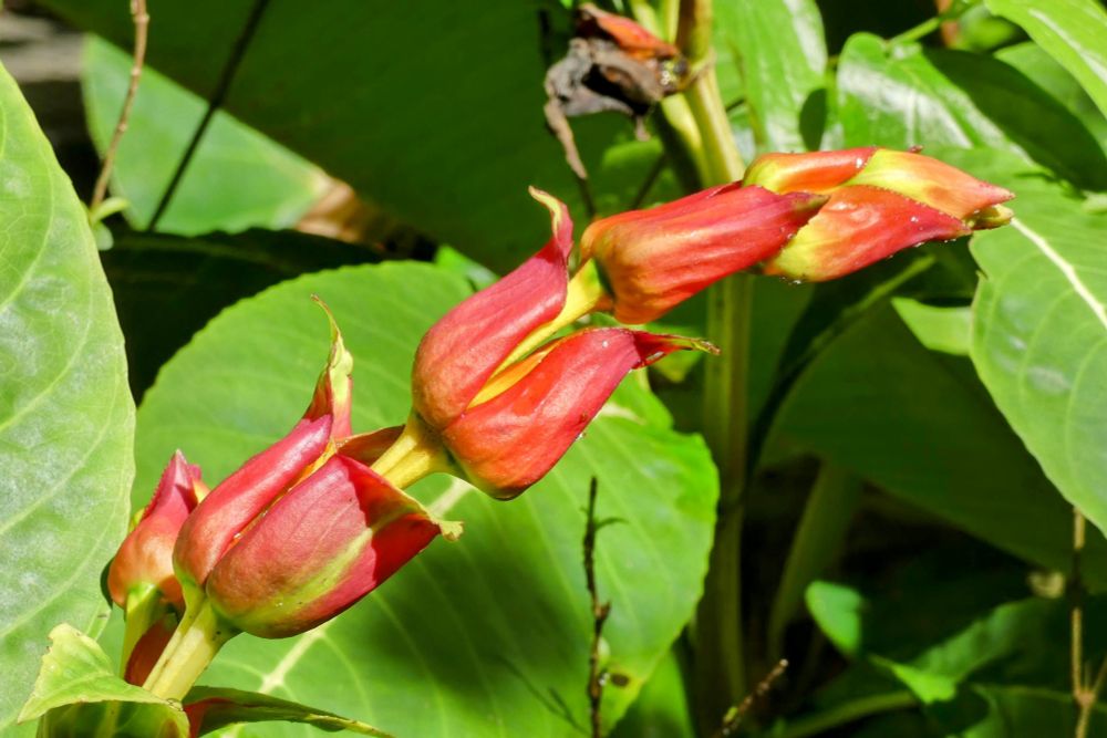 Red flowers, connected like a chain, against large green leaves. 