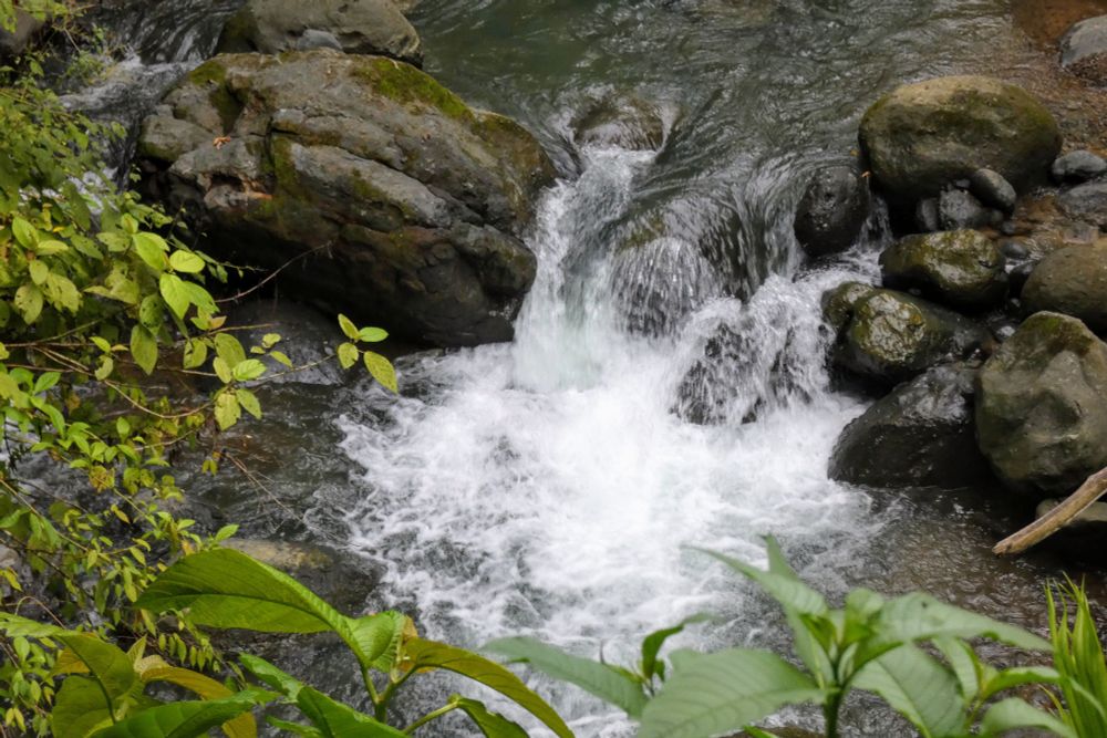 River water pouring over rocks on a waterfall. There are wet black rocks in the water and green leaves on the banks.