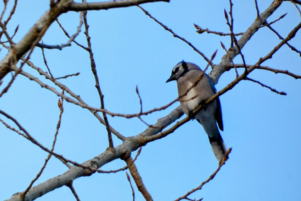 A gray, white, and blue Bluejay is perched on a branch with other branches around it. The background is light blue sky. 