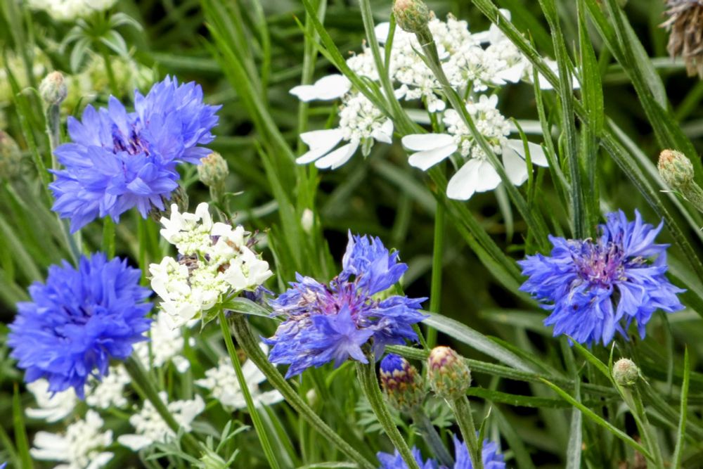 Blue and white flowers with green leaves. 