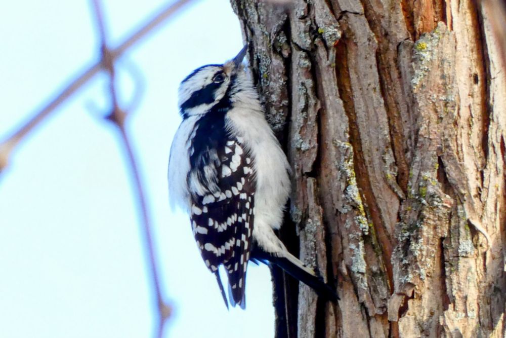 A black and white Downy Woodpecker is on the side of a brown tree. There is a blue blurry background.  