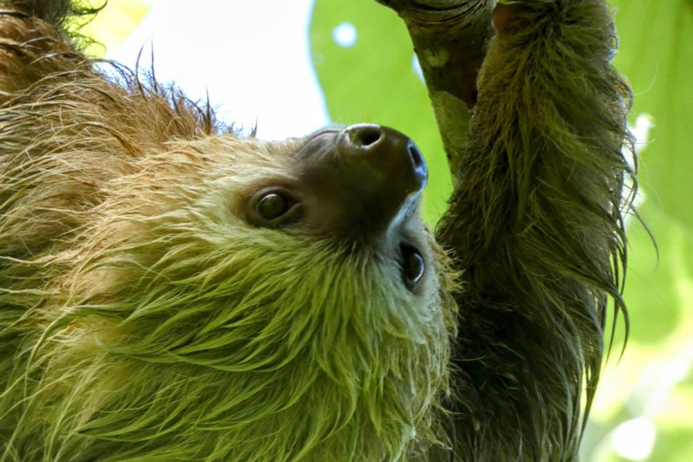 A wet, tan Two-toed Sloth is hanging upside down under a canopy of green leaves. 