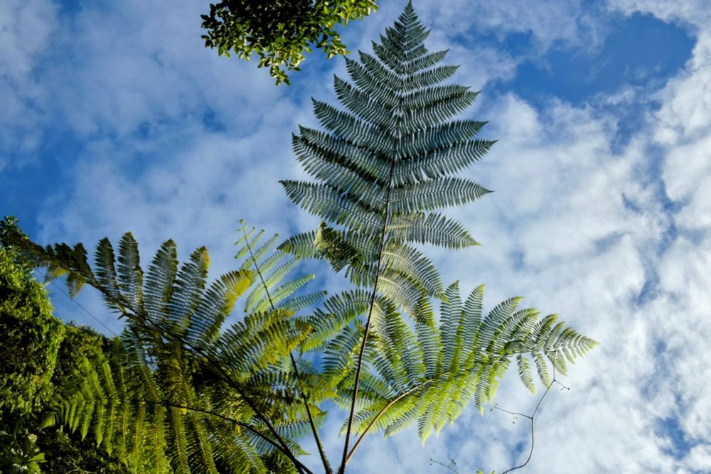 Looking up into a blue and white sky with large green ferns just above the head. 