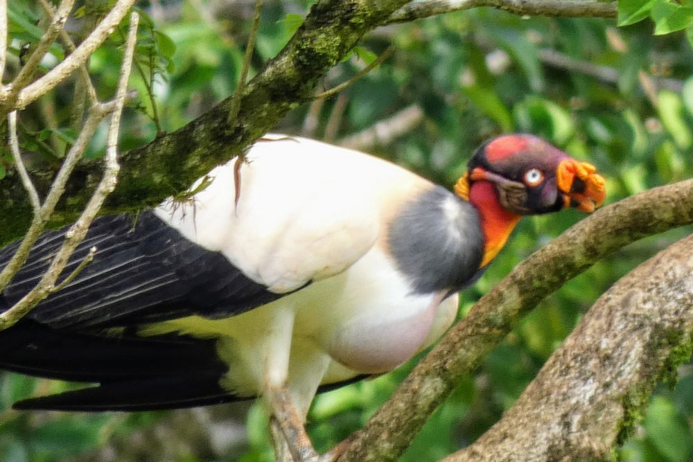 A black and white Vulture with a multicolored head is perched in a tree. The background is green leaves. 