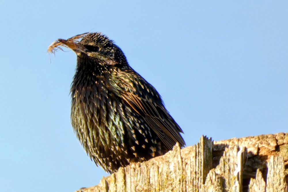 Starling with a piece of grass in its beak. The background is light blue sky. 