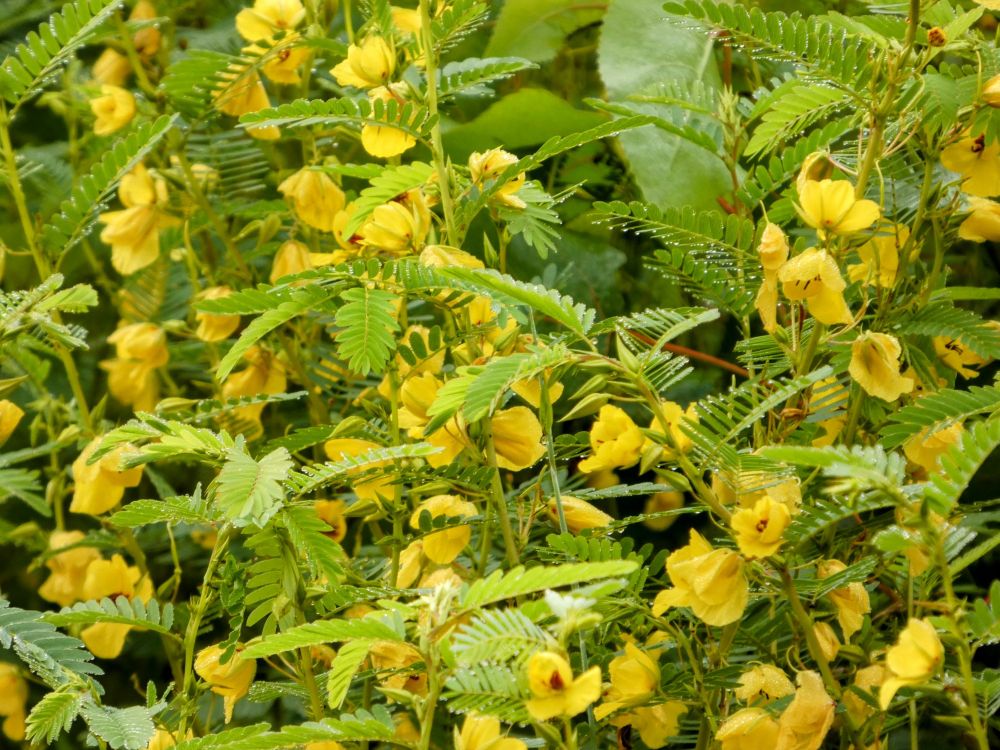Yellow flowers and green leaves fill the frame. 