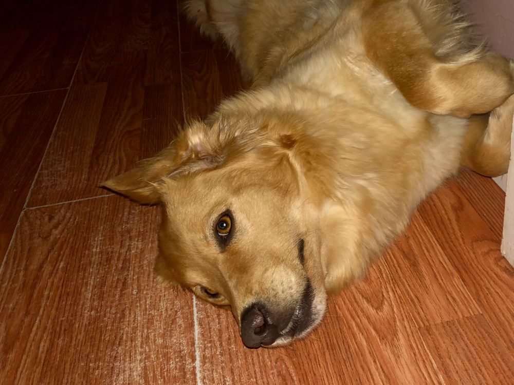 Pebbles the dog lying on her back resting after a wonderful day of playing, birthday treats and barking at all her favourite things.