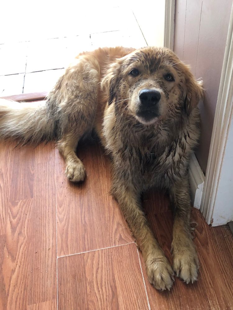 Pebbles the pup absolutely plastered in mud.