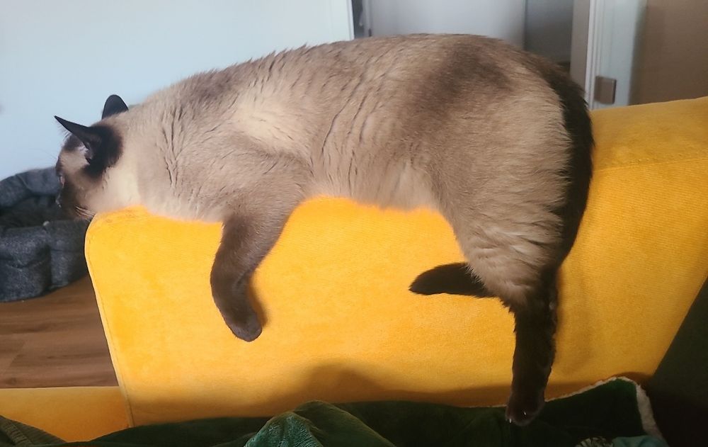 A very lazy Thai cat, with brown paws, tail and ears. He hanging about on the armrest of a yellow couch, staring at the screen not pictured. He is visibly getting bored by me having to do the same battle in Divinity Original Sin 2 about fifteen times in a row.