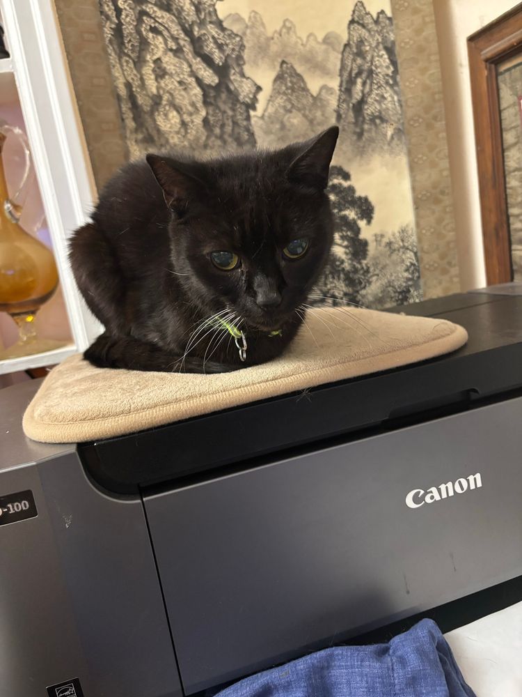 My black cat Sophie 🐈‍⬛