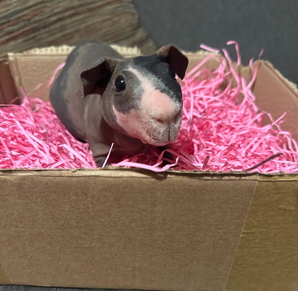 A hairless guinea pig in a box of pink shredded paper. 