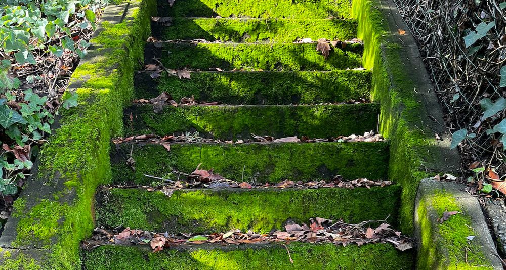 A concrete staircase covered in moss.