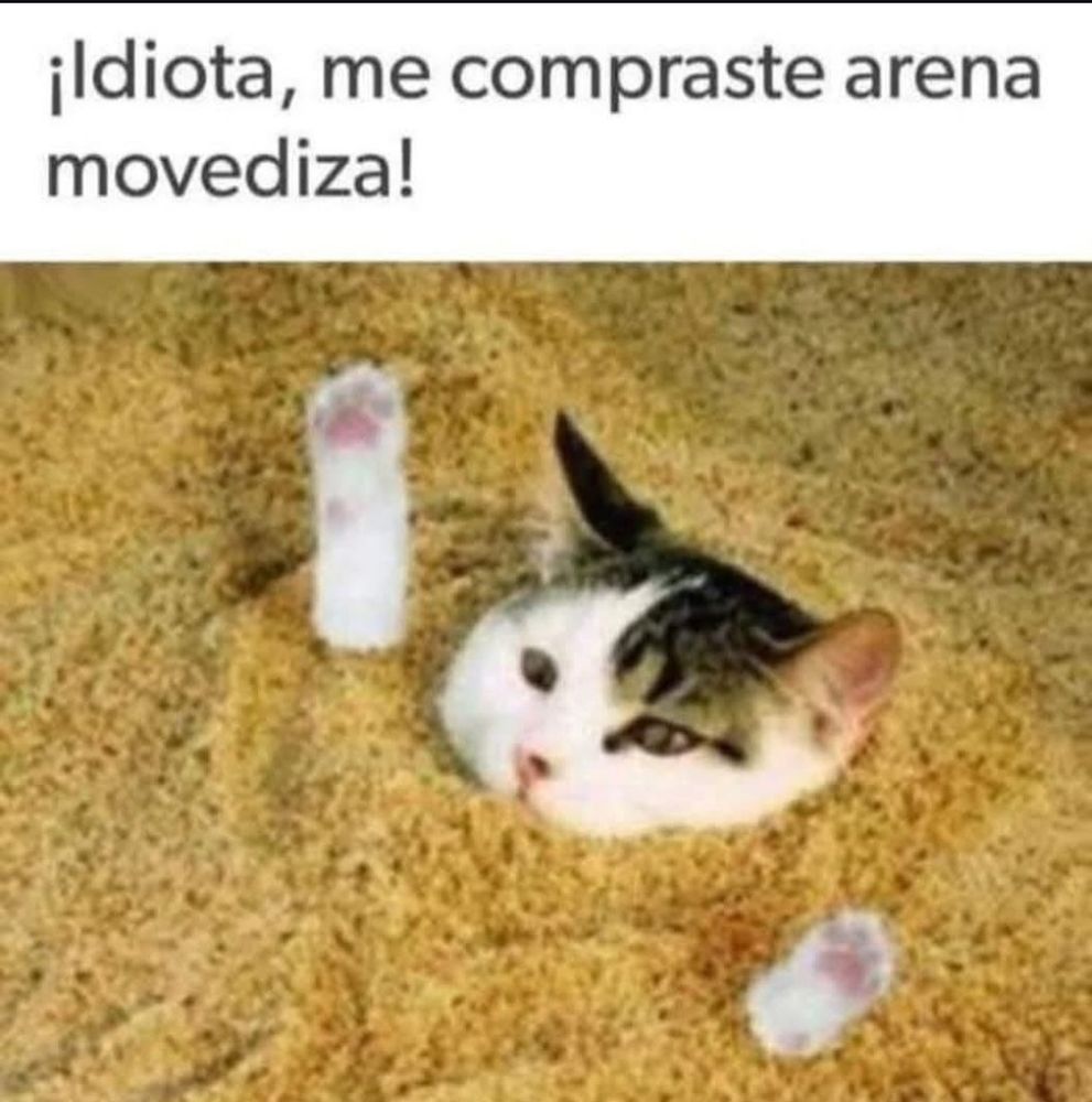 Gatito na areia movediça 