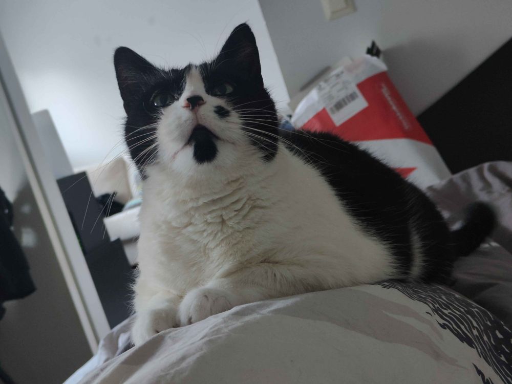 black and white cat laying down on top of a blanket