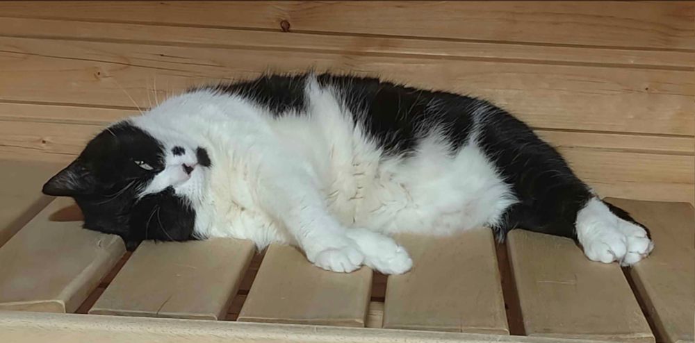 cat sleeping in a sauna