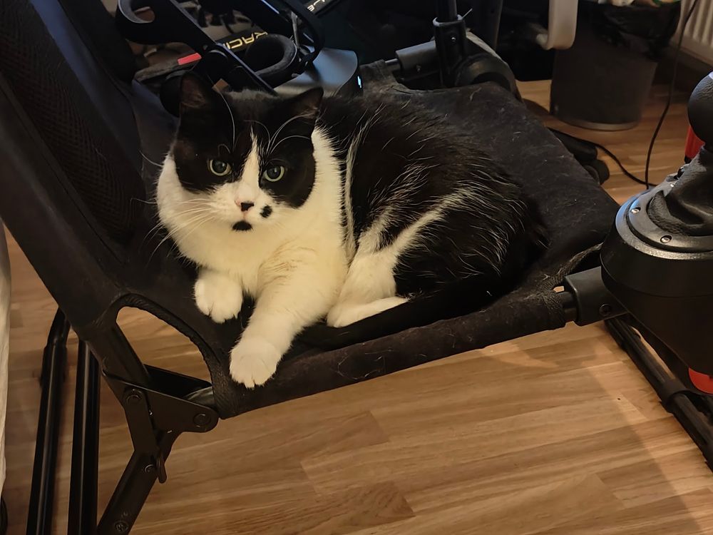 A black-and-white cat sitting in a foldable chair.