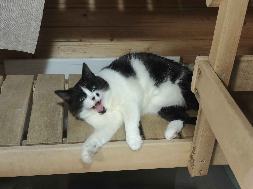 a photo of a blac and white cat mid-yawn