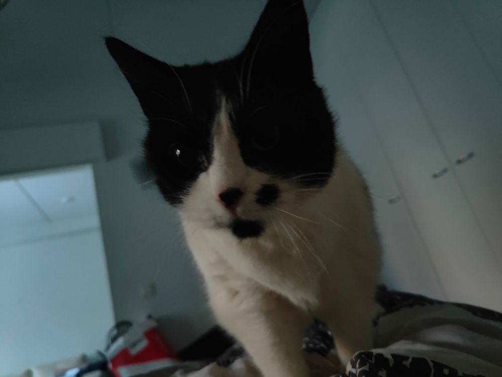 black and white cat climbing atop a blanketed shape