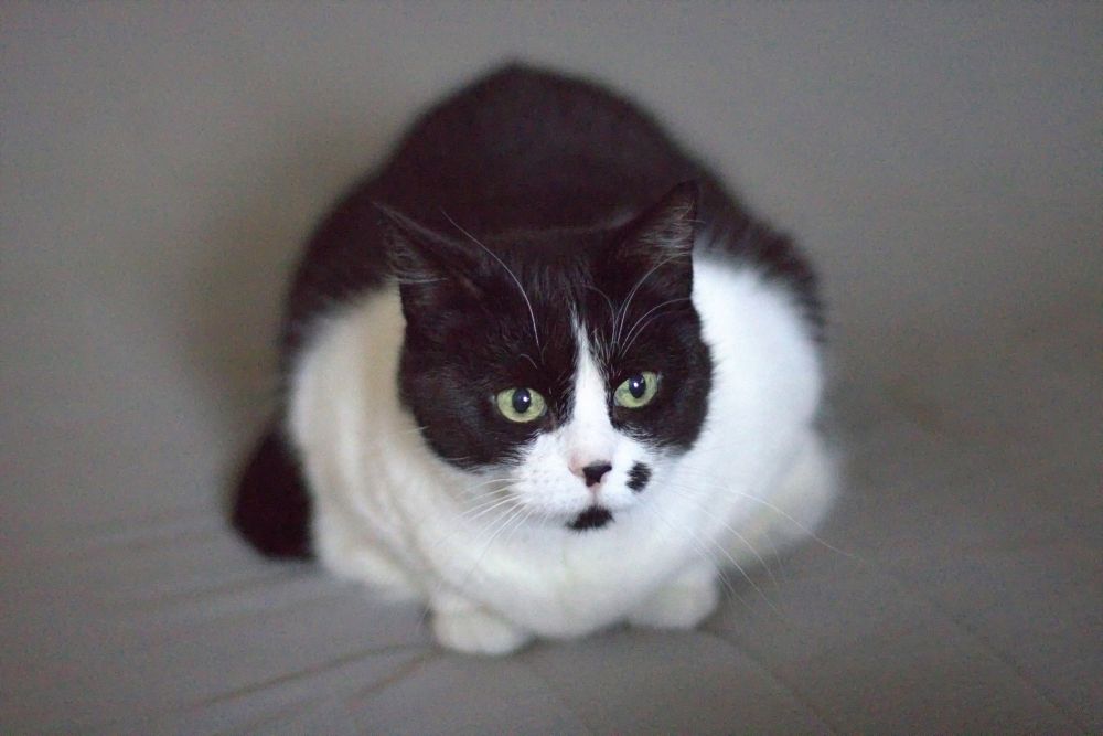 black and white cat crouching and looking past the camera