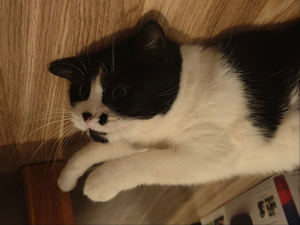 cat