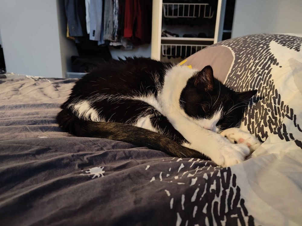 a black and white cat curled up real comfy in a bed