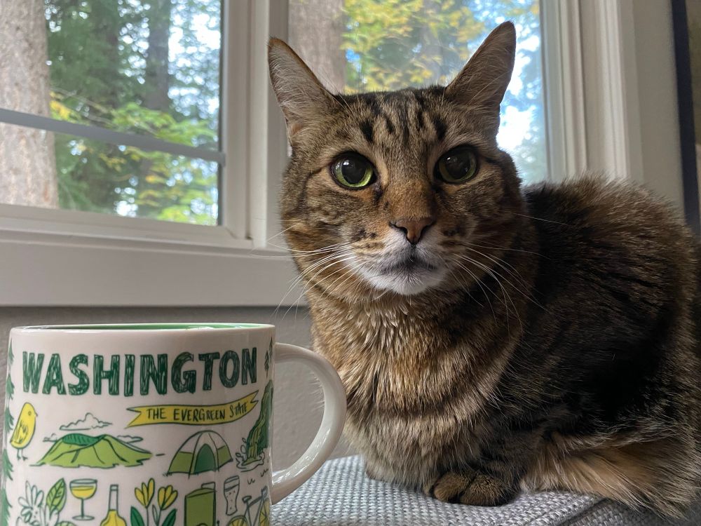 Tabby cat, Milo