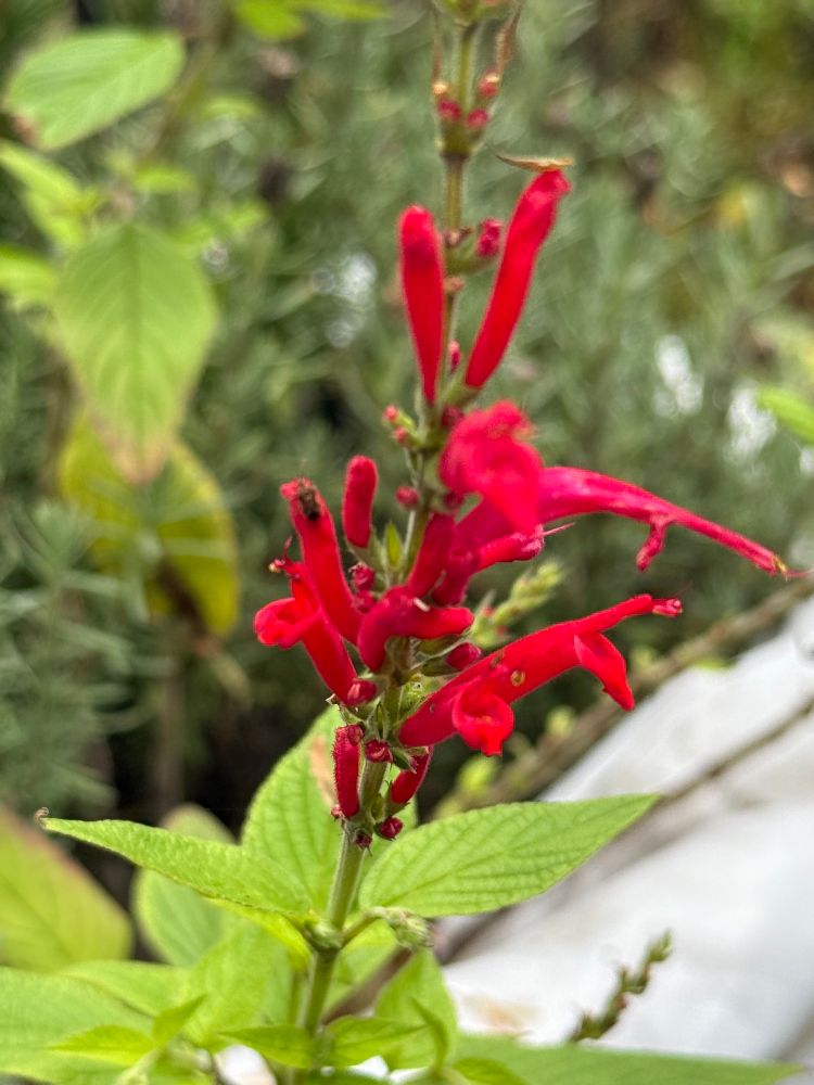 Intense coral colored sage 