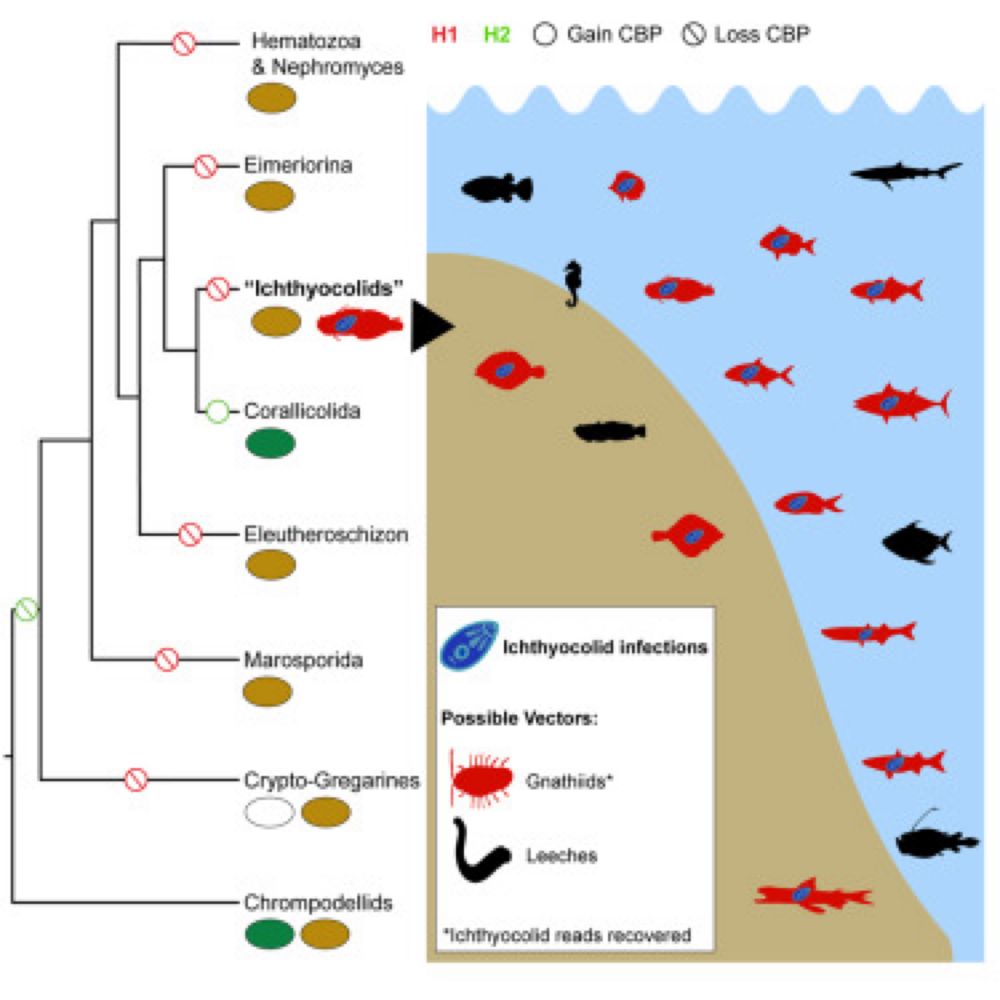 A new and widespread group of fish apicomplexan parasites