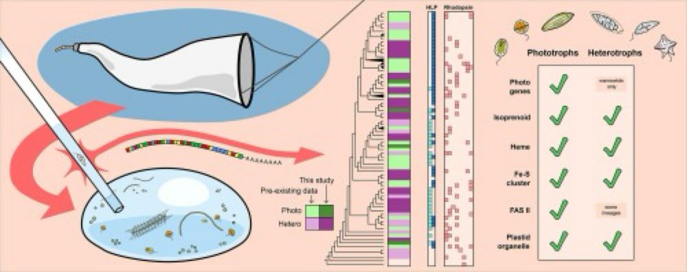 Investigation of heterotrophs reveals new insights in dinoflagellate evolution