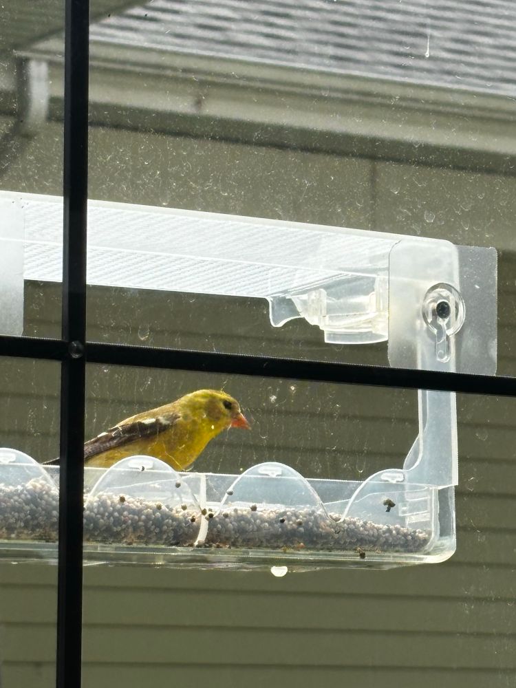 Photo of an American goldfinch bird eating at a bird feed glued in a glass window 